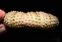 粒毛冠海膽藏品圖，第9張