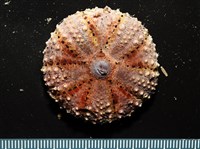 粒毛冠海膽藏品圖，第10張