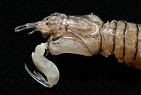 白斑綠蝦蛄藏品圖，第2張