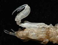 白斑綠蝦蛄藏品圖，第7張