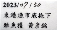 白斑綠蝦蛄藏品圖，第9張