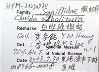白斑綠蝦蛄藏品圖，第10張