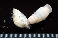 未知種縮頭水虱藏品圖，第1張