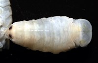 未知種縮頭水虱藏品圖，第2張