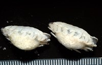 未知種縮頭水虱藏品圖，第3張