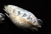 未知種縮頭水虱藏品圖，第4張