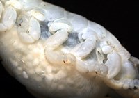 未知種縮頭水虱藏品圖，第5張