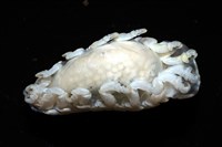 未知種縮頭水虱藏品圖，第7張