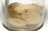 未知種縮頭水虱藏品圖，第8張