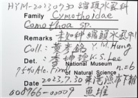未知種縮頭水虱藏品圖，第10張