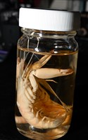 劍脊槍蝦藏品圖，第17張