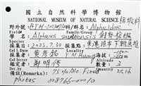 劍脊槍蝦藏品圖，第20張