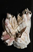 薄殼藤壺藏品圖，第2張