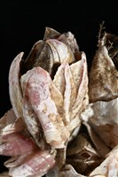 薄殼藤壺藏品圖，第4張