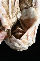 薄殼藤壺藏品圖，第5張