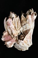 薄殼藤壺藏品圖，第6張