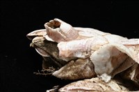 薄殼藤壺藏品圖，第7張