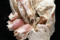 薄殼藤壺藏品圖，第8張