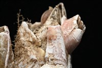 薄殼藤壺藏品圖，第9張