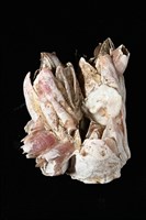 薄殼藤壺藏品圖，第10張