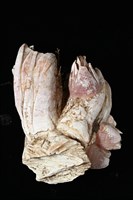 薄殼藤壺藏品圖，第11張