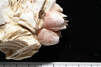 薄殼藤壺藏品圖，第12張