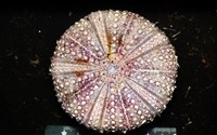 疣小肛海膽藏品圖，第1張