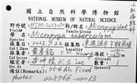 疣小肛海膽藏品圖，第12張