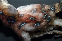 未知種藍環章魚藏品圖，第4張