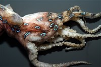 未知種藍環章魚藏品圖，第5張