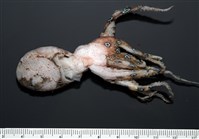 未知種藍環章魚藏品圖，第6張