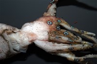 未知種藍環章魚藏品圖，第7張