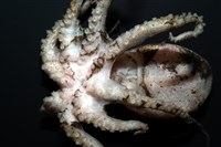 未知種藍環章魚藏品圖，第8張