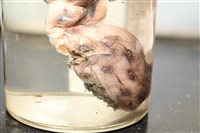 未知種藍環章魚藏品圖，第11張