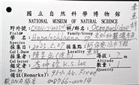 未知種藍環章魚藏品圖，第12張