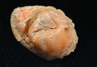 思氏不對稱鰓虱藏品圖，第6張