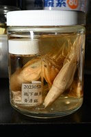 思氏不對稱鰓虱藏品圖，第12張