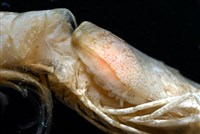 逆背阿波羅鰓虱藏品圖，第2張