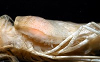 逆背阿波羅鰓虱藏品圖，第3張
