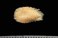 逆背阿波羅鰓虱藏品圖，第4張