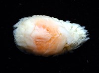 逆背阿波羅鰓虱藏品圖，第5張
