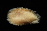 逆背阿波羅鰓虱藏品圖，第8張