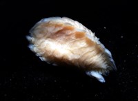 逆背阿波羅鰓虱藏品圖，第12張