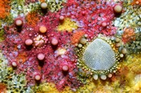 未知種花瘤海星 sp. 01藏品圖，第3張