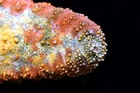 未知種花瘤海星 sp. 01藏品圖，第6張