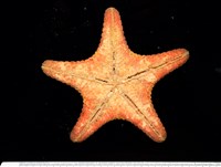 未知種花瘤海星 sp. 01藏品圖，第7張