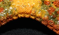 未知種花瘤海星 sp. 01藏品圖，第14張