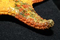 未知種花瘤海星 sp. 01藏品圖，第15張