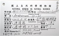 未知種花瘤海星 sp. 01藏品圖，第20張