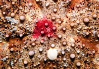 未知種花瘤海星 sp. 02藏品圖，第3張